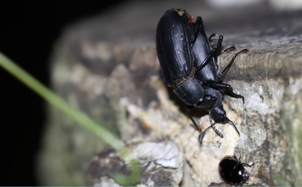 交尾中のユミアシゴミムシダマシ_カワラタケの生えた切り株_クワガタ達のオアシス _2023年6月3日19時50分気温20度